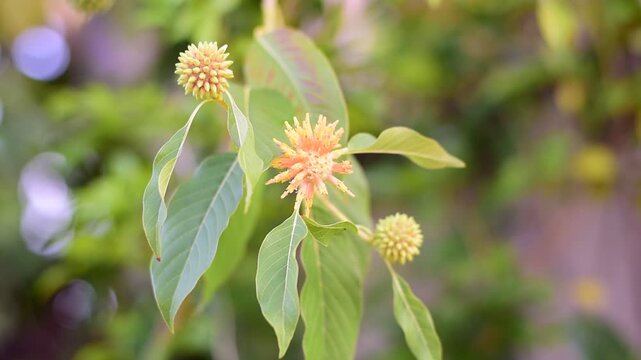 Mitragyna speciosa Korth (Kratom) flower on branch, Green leaf background with kratom tree and dark plant leaves Mitragyna Speciosa Korth medicinal plants wide-angle