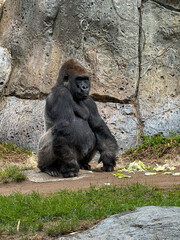 King of the Jungle in Captivity