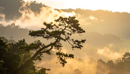 Misty mountain sunrise with pine tree