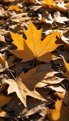 Maple leaves that fell on the ground