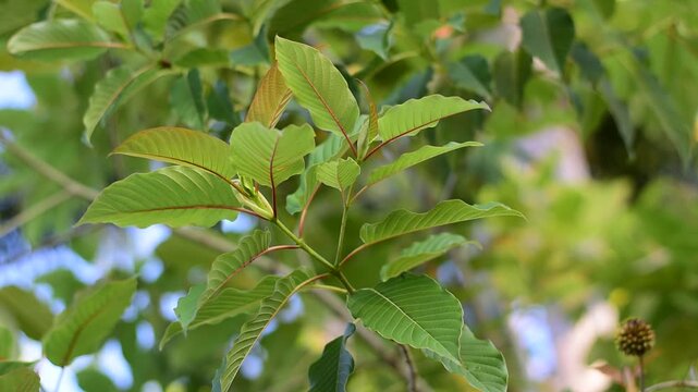 Mitragyna speciosa Korth (Kratom) flower on branch, Green leaf background with kratom tree and dark plant leaves Mitragyna Speciosa Korth medicinal plants wide-angle