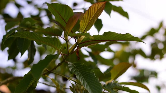 Mitragyna speciosa Korth (Kratom) flower on branch, Green leaf background with kratom tree and dark plant leaves Mitragyna Speciosa Korth medicinal plants wide-angle