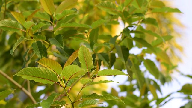 Mitragyna speciosa Korth (Kratom) flower on branch, Green leaf background with kratom tree and dark plant leaves Mitragyna Speciosa Korth medicinal plants wide-angle