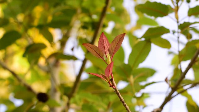 Mitragyna speciosa Korth (Kratom) flower on branch, Green leaf background with kratom tree and dark plant leaves Mitragyna Speciosa Korth medicinal plants wide-angle
