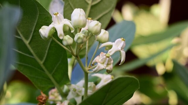 Mitragyna speciosa Korth (Kratom) flower on branch, Green leaf background with kratom tree and dark plant leaves Mitragyna Speciosa Korth medicinal plants wide-angle