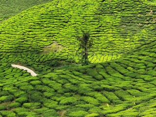 Tea fields, Cameron Highlands, Tanah Tinggi Cameron, Pahang, Malaysia