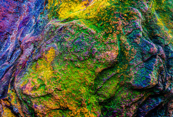 Detailed close-up of moss and lichen thriving on a weathered wall, floor, and rock, revealing...