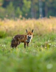 Fototapeta premium A focused view of a red fox standing amidst a field of tall grass.