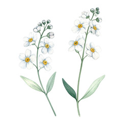 Floral Elegance Isolated On White Background: A delicate watercolor illustration of a white flower, its petals delicately arranged and set against a clean backdrop. 