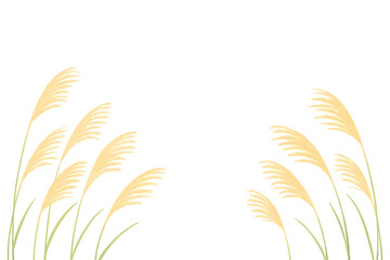 wheat ears isolated on white