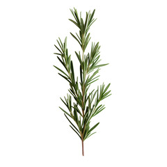 Isolated rosemary sprig on transparent background showing green and white foliage for culinary uses
