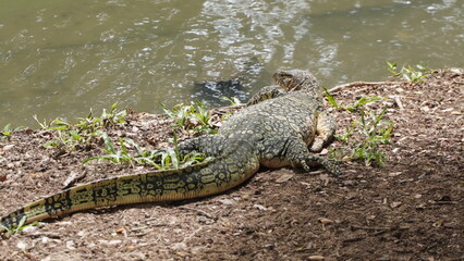 バンコク・ルンピニ公園のオオトカゲ（水辺の野生動物）