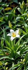 Fototapeta premium Beautiful white lily flower blooming in lush green garden with multiple buds and vibrant foliage, close-up view of nature and floral beauty