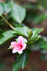 Close-up of a blooming pink hibiscus (Hibiscus rosa-sinensis) with vibrant petals, central stamen, and surrounding green leaves and unopened buds.