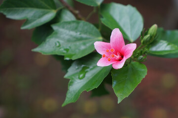 Close-up of a blooming pink hibiscus (Hibiscus rosa-sinensis) with vibrant petals, central stamen, and surrounding green leaves and unopened buds.