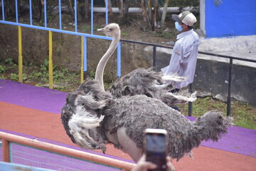 Ostrich racing versus humans. Ostriches are large flightless birds.