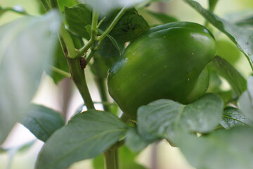 Close-up of a vibrant green bell pepper growing on a healthy plant, surrounded by lush leaves with water droplets, captured after a refreshing rain.