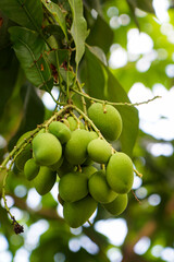 Close-up of green, unripe mangoes (Mangifera indica) hanging from long stems on a tree branch, surrounded by lush leaves in a tropical outdoor setting.
