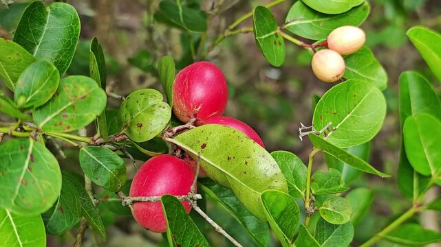 Carissa carandas or Karonda fruits.