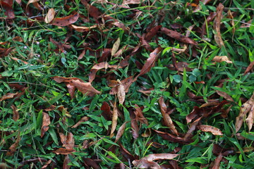 green leaves in the forest