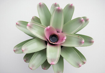 Obraz premium Colorful Green and Pink Tropical Bromeliad Plant, Top-Down View