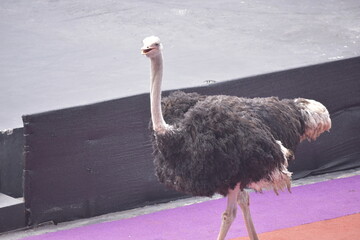 Ostriches are large flightless birds. Ostrich. Ostriches closeup portrait in zoo. Animal farm.