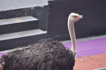 Ostriches are large flightless birds. Ostrich. Ostriches closeup portrait in zoo. Animal farm.
