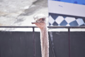 Ostriches are large flightless birds. Ostrich. Ostriches closeup portrait in zoo. Animal farm.