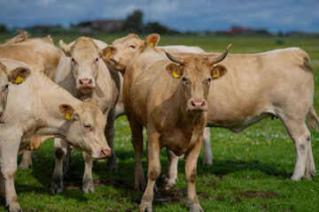 Cow on farm. Cow in fields. Cattle ranch. Summer mountain landscape with grazing cow. Herd of cows on a grassy meadow. Cattle in nature. Pastures with cow. Rural livestock.