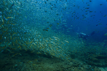 Underwater photo of school of fish at a coral reef. From a scuba dive off the coast of the island Koh Lanta in the south Andaman Sea in Thailand.