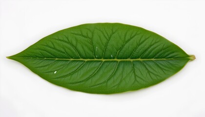 Obraz premium Vibrant Green Leaf with Detailed Venation Light Background
