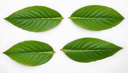 Fototapeta premium Symmetrical Green Leaves White Background