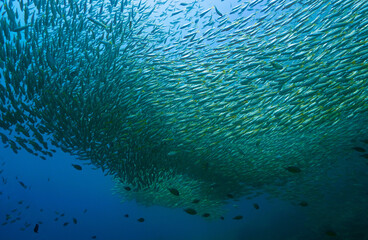 Underwater photo of school of fish at a coral reef. From a scuba dive off the coast of the island Koh Lanta in the south Andaman Sea in Thailand.