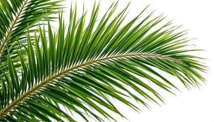 Obraz premium Closeup Vibrant Green Palm Frond White Background