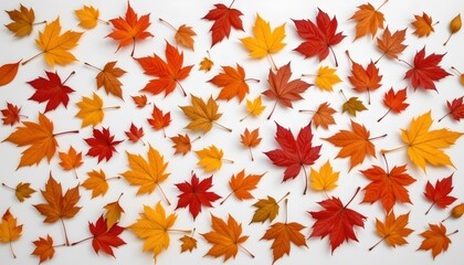 Colorful Autumn Leaves White Background