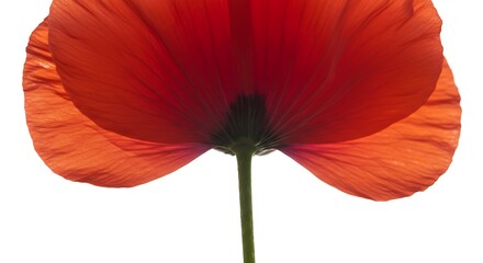 Red poppy flower close up