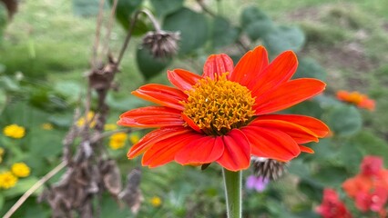 Close Up of Brightly Colored Zinnia Petals