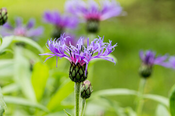 blue mountain cornflower flower on a blurred background with side and highlights. close-up. natural light.