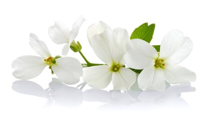 Fototapeta premium White flowers on a stem