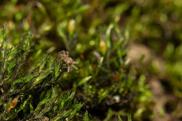 crab spider on the bark of a tree. colorful macro photography. close-up. space for the text. blurred background with highlights. bokeh.