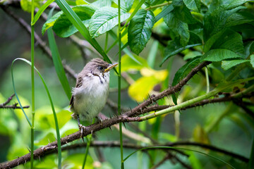 Obraz premium Grey warbler chick on a thorny branch. colorful wildlife photo. close-up.