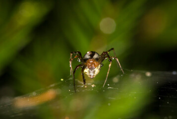 a cross-legged spider on a web on a dark background . colorful photo of wildlife. macro photo of an insect. close-up. space for text