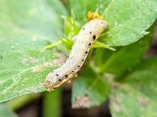 Close Up Caterpillar Spodoptera on Green Leaf
