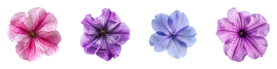 Naklejka premium Floral Medley of Petunia Blooms in Pink, Purple Blue Hues