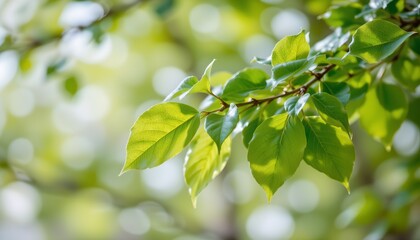 Obraz premium Closeup Fresh Green Leaves with Sunlight Filtered Light