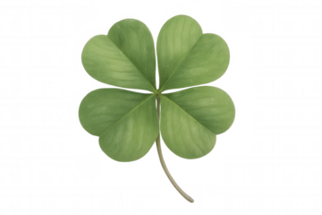 Lucky green four-leaf clover sitting against transparent backdrop, symbolizing good fortune across cultural landscapes