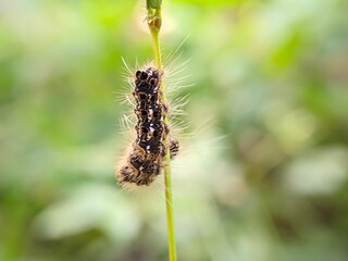 Close Up Fuzzy Caterpillar on Green Stem