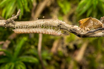 Naklejka premium a millipede on a branch on a light background . wildlife. colorful detailed macro photo of an insect. close-up. space for text. screensaver.