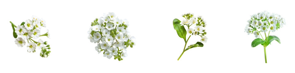 Fototapeta premium Images of Delicate Flowers in Different Stages of Bloom