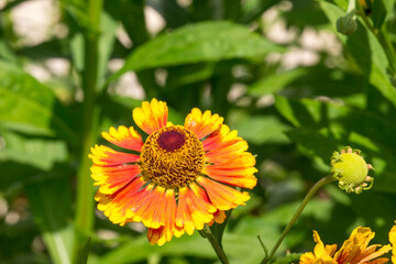 hybrid helenium. colorful dutal macro flower photo. blurred background with highlights, bokeh. space for text. natural beauty. pollinated by insects